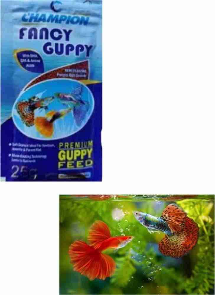 Fancy guppy food sales