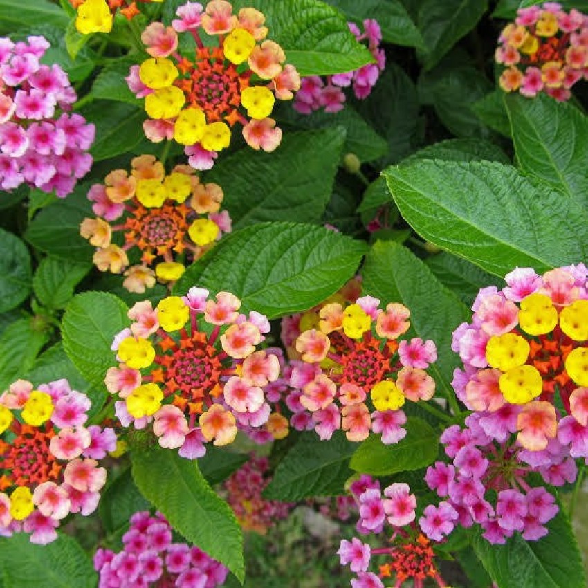 OhhSome English Flower Seeds Lantana Flower Seeds For Indoor Planting Seeds  Kitchen Garden Seeds Pack Seed Price in India - Buy OhhSome English Flower  Seeds Lantana Flower Seeds For Indoor Planting Seeds