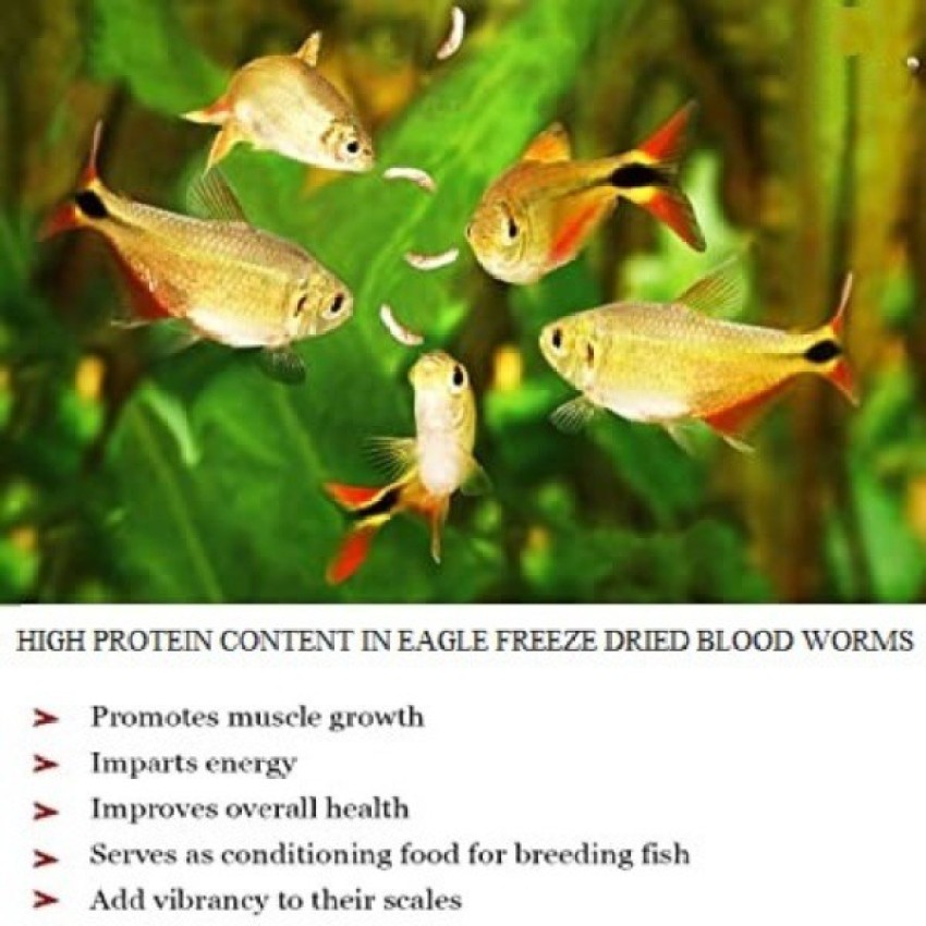 EAGLE Freeze Dried Blood Worm 100ML | Color & High Protein 0.1 kg Dry  Adult, New Born, Senior, Young Fish Food