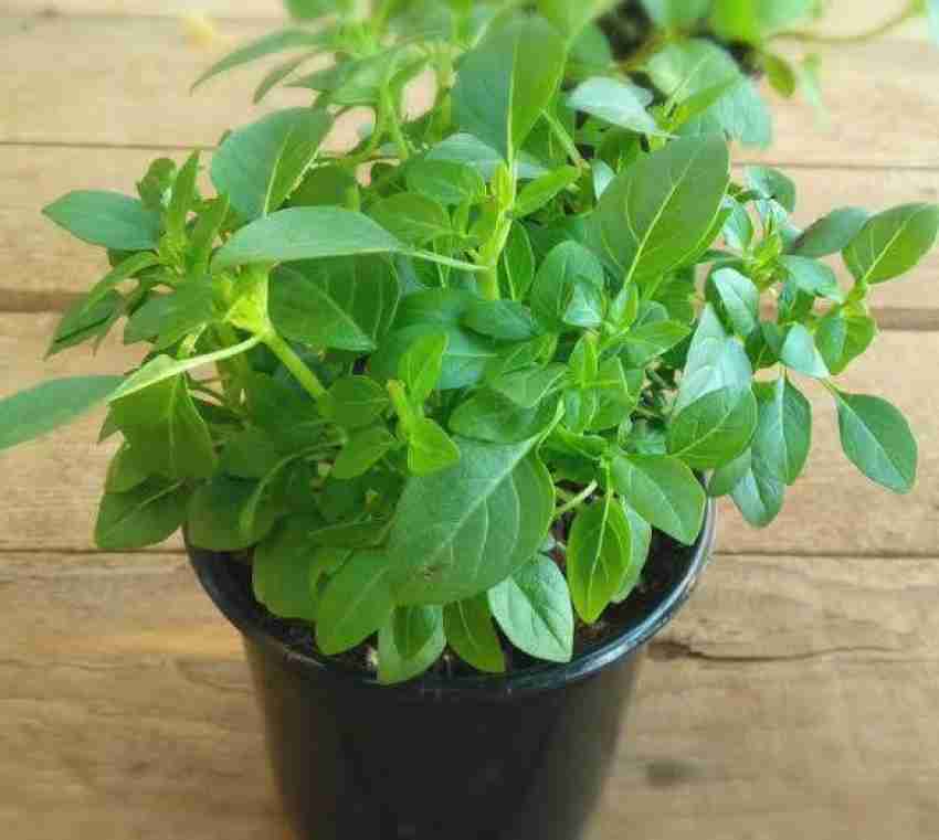 My Dream Nursery Basil Plant Price in India Buy My Dream Nursery