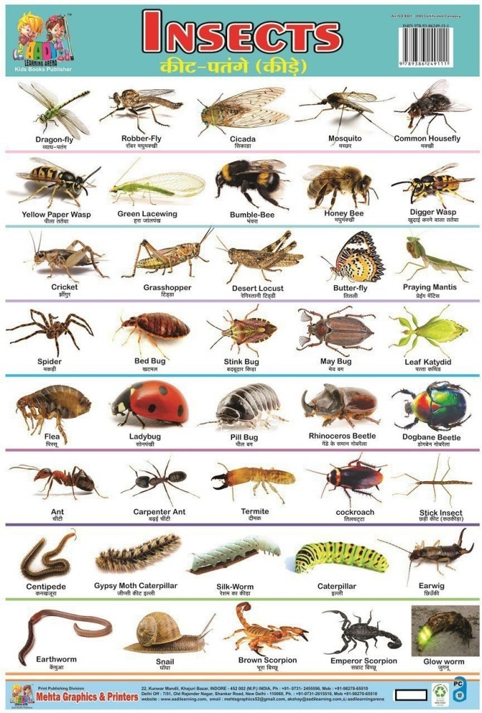 Insect Definition, Characteristics, Types, Beneficial,, 43% OFF