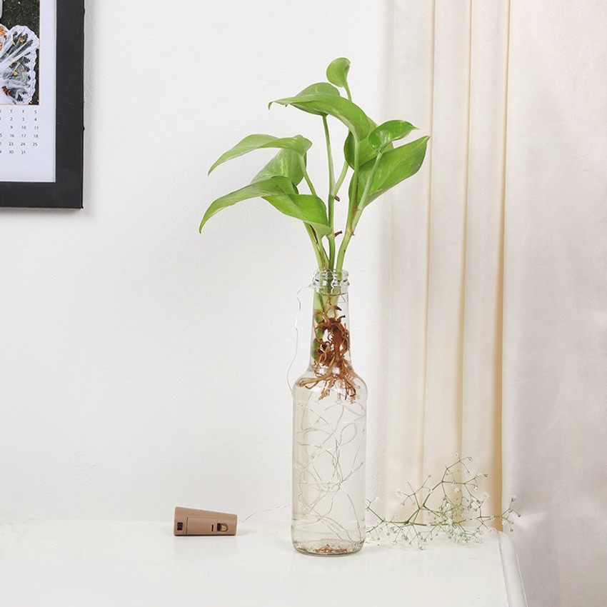 Money plant in bottle hotsell