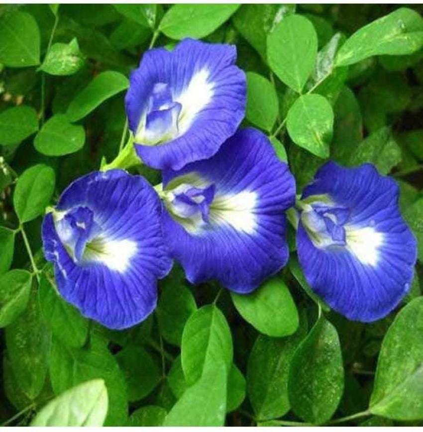 Blue Bell Vine Flower Seed