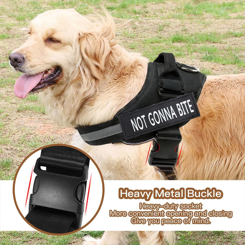 Dog new arrivals back belt