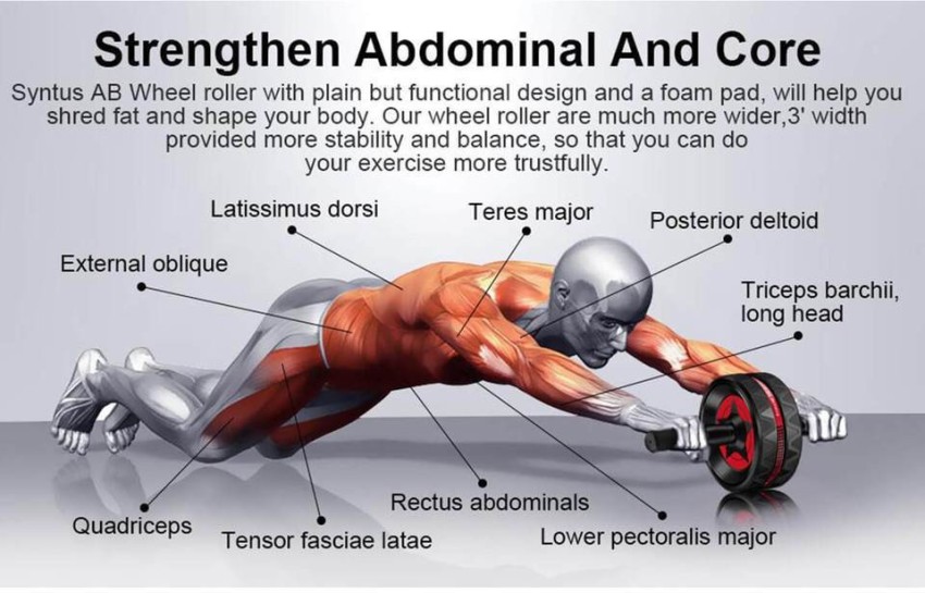 Ab wheel 2024 muscles used