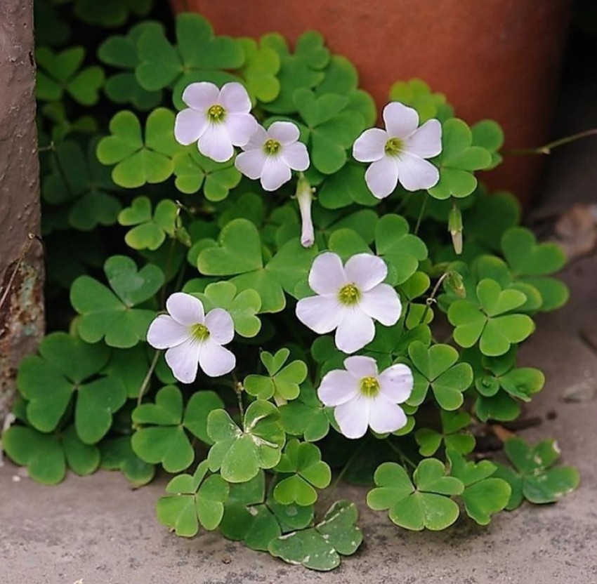 Shamrock flower deals