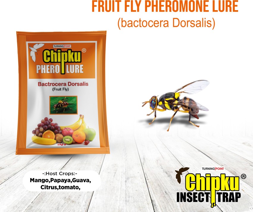 Buy Pheromone Lure for Melon Fly (Bactrocera cucurbitae)- Pack of