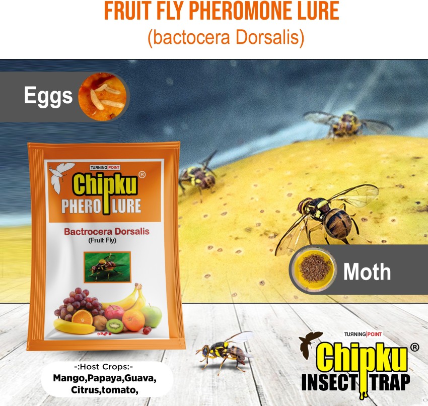Chipku Bactocera Dorsalis Fruit Fly Outdoor Eco Pheromne Trap with Fruit  Fly Lure Pack Of 10