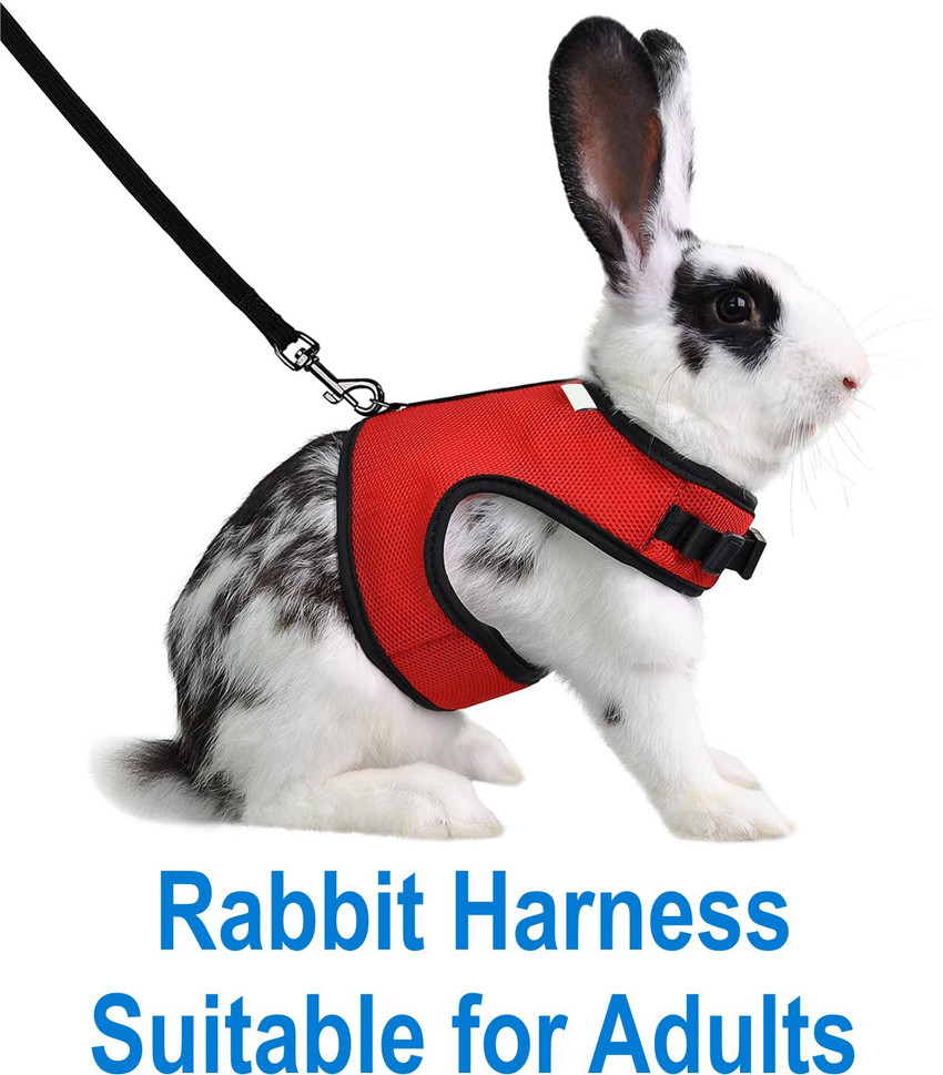 Online outlet rabbit price