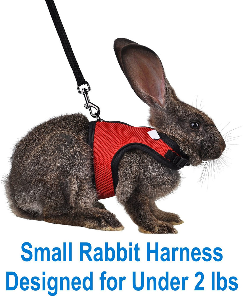 Rabbit harness top