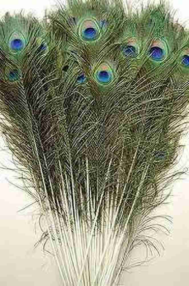 Faux Peacock Feather Decoration, 30-Inch, 12-Count