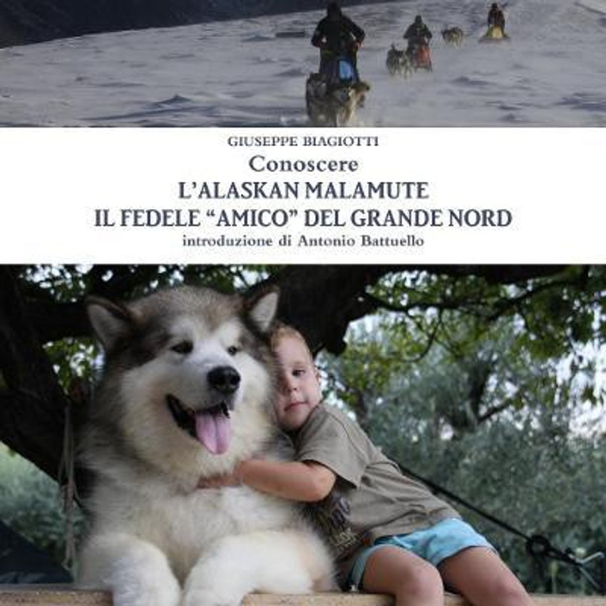 Conoscere L alaskan Malamute Il Fedele