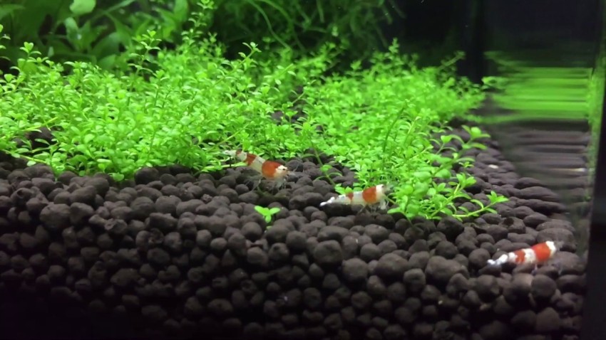 Fish tank soil best sale