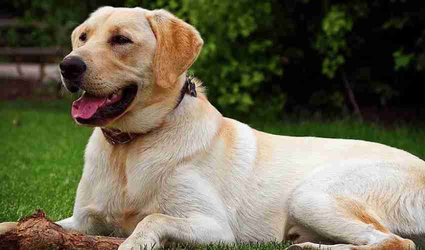 Kilo dog collar discount