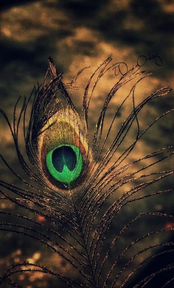 Peacock Feather Wallpaper Download | MobCup