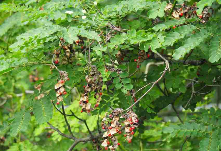 Bead tree store