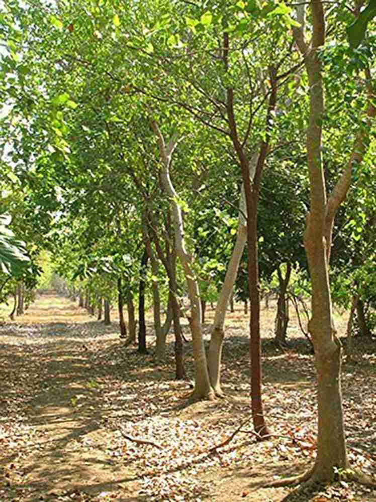 White chandan wood price discount