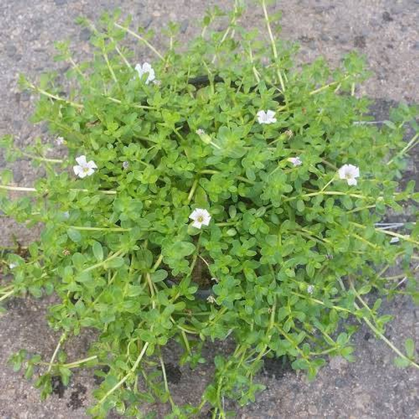 Bacopa monnieri plant met groene bladeren en kruipende stengels