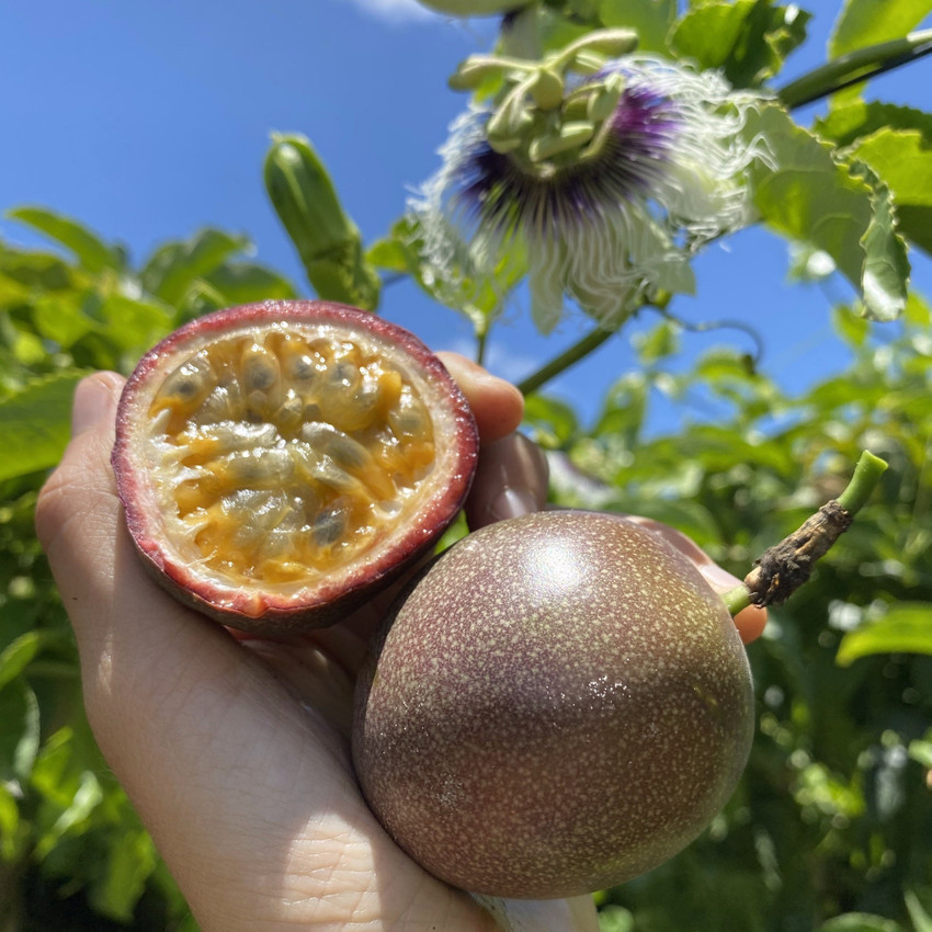 Passion sale fruit plant