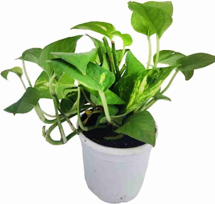 Indian Flora Money Plant Price in India Buy Indian Flora Money