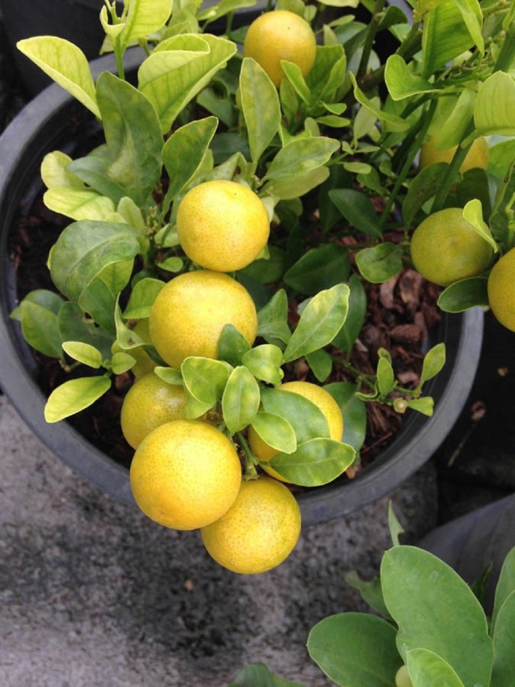 Table store lemon plant