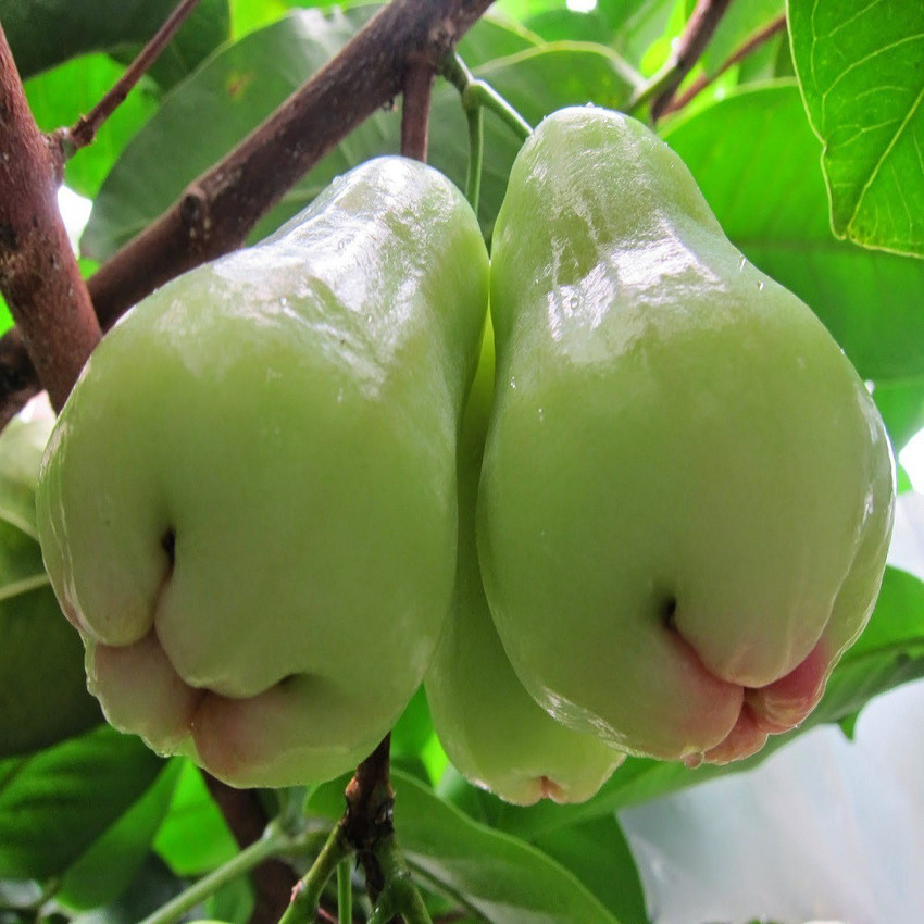 Wax apple top