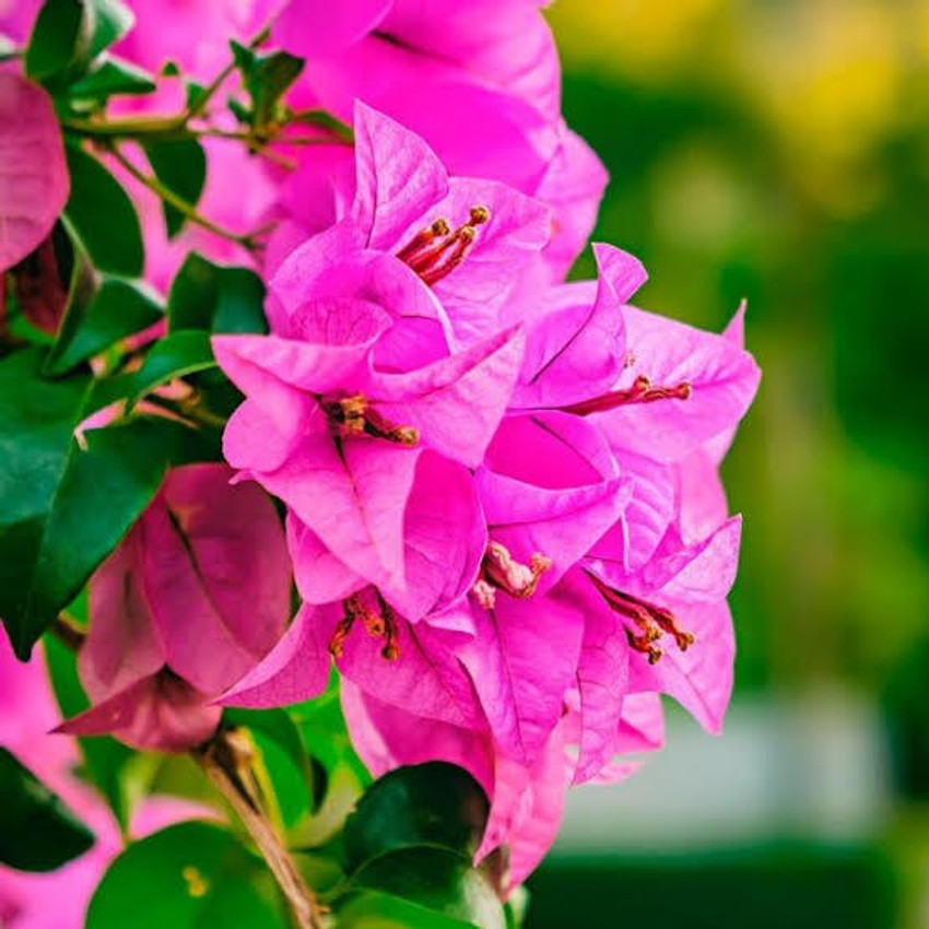 Bougainvillea Losing Leaves Common Reasons And How To Fix