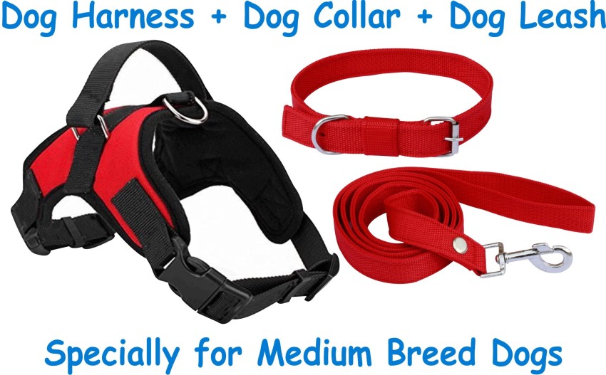 Collar on sale harness combo