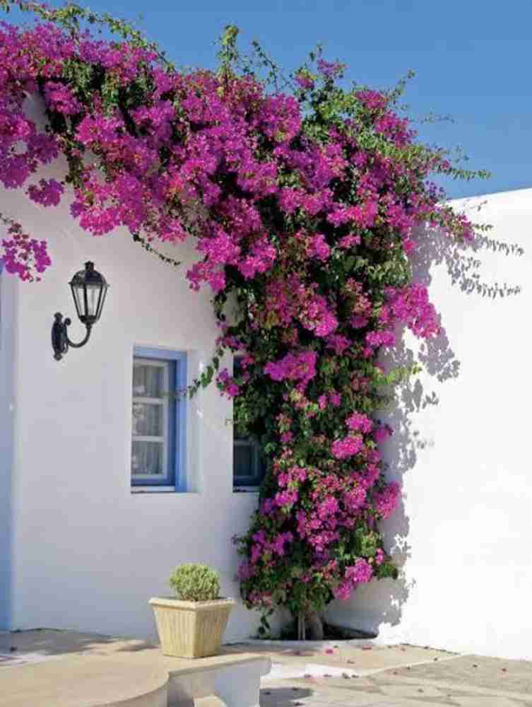 Bougainvillea