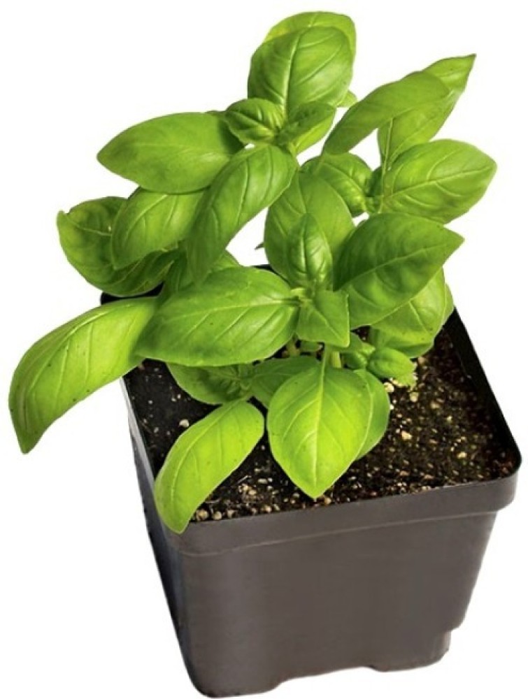 XEFRA Sweet Basil Plant Seeds Italian Basil Seed Price in India