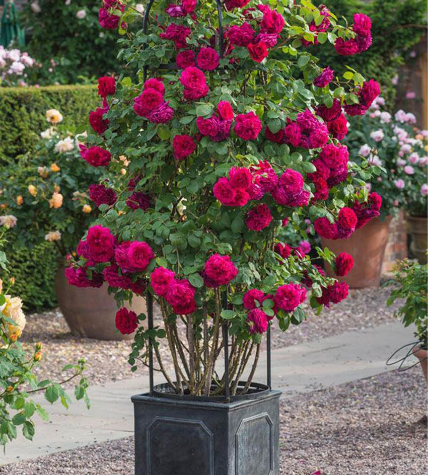 Rose plant hot sale price