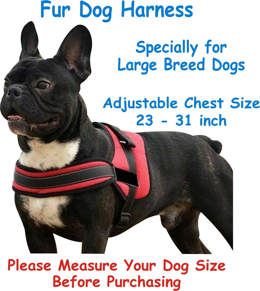 Giant breed hotsell dog harness
