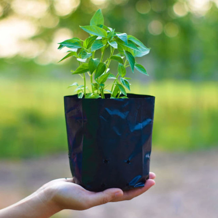 Plastic bags for shop plants