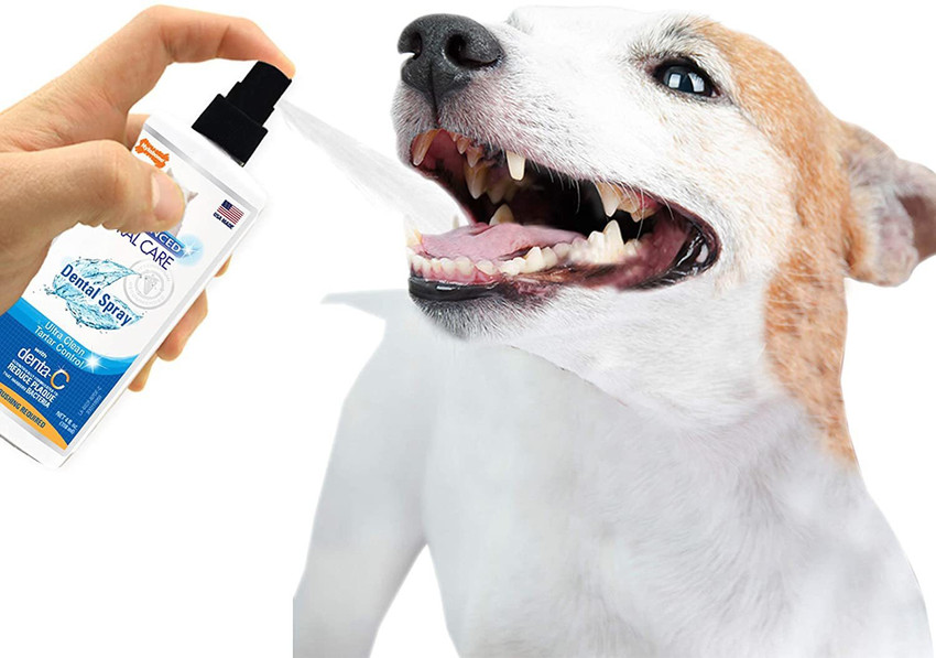 Nylabone Advanced Oral Care Dental Spray Pet Toothpaste Price in