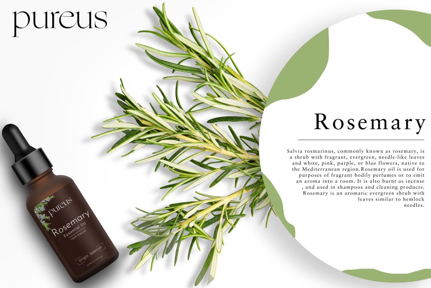 Spanish Rosemary Essential Oil