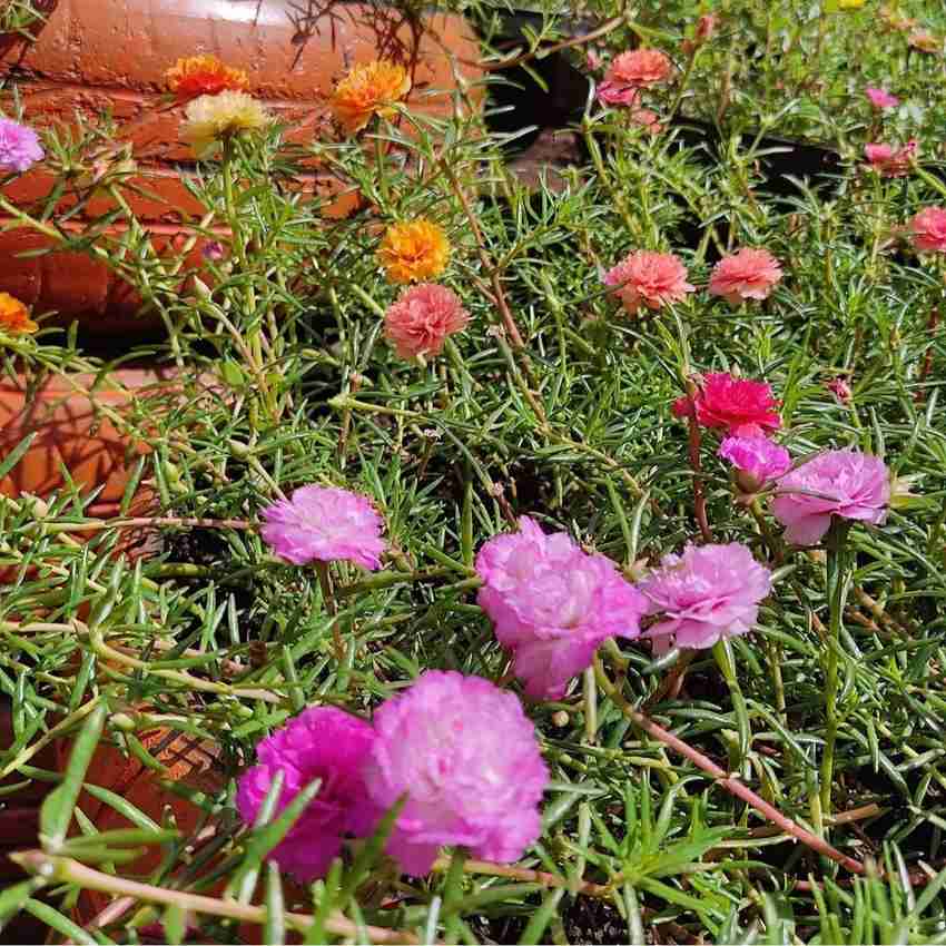 Table rose store plant benefits