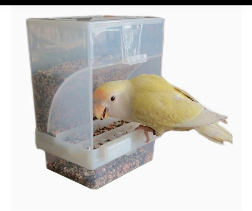 Automatic bird feeder for parrots cheap