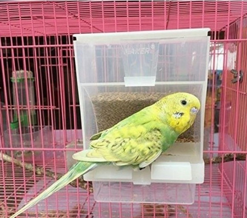 Bird Plus Automatic Feeder 500gm Size Suitable for Finches Budgies African Love Birds Cockatiel Conure Pet Food Dispenser Price in India Buy Bird Plus Automatic Feeder 500gm Size Suitable for Finches