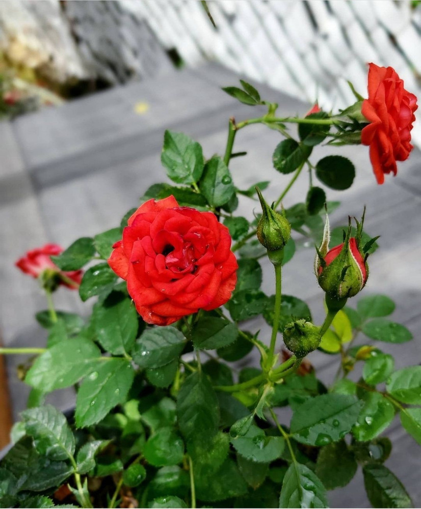 Black Rose Flower Nursery In India Best Flower Site