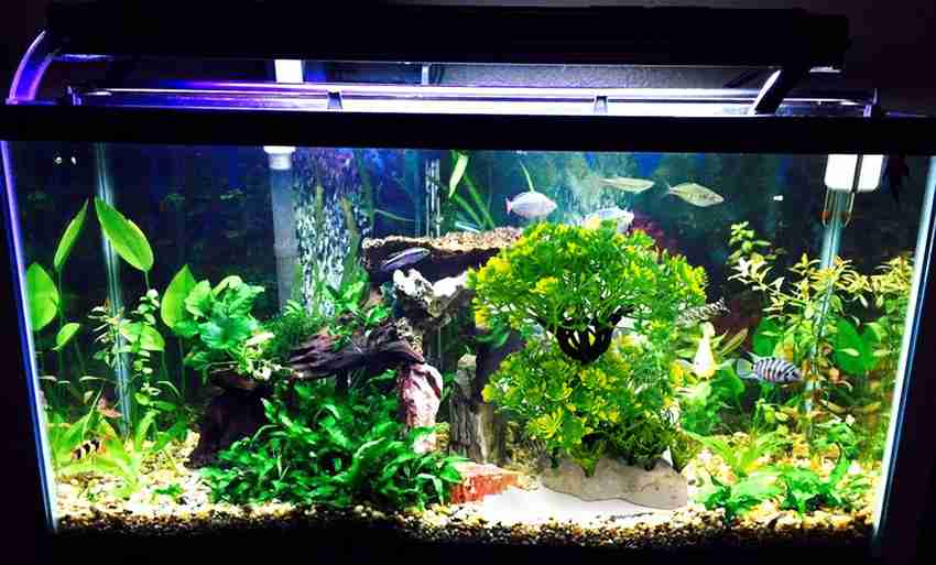 Jainsons aquarium clearance