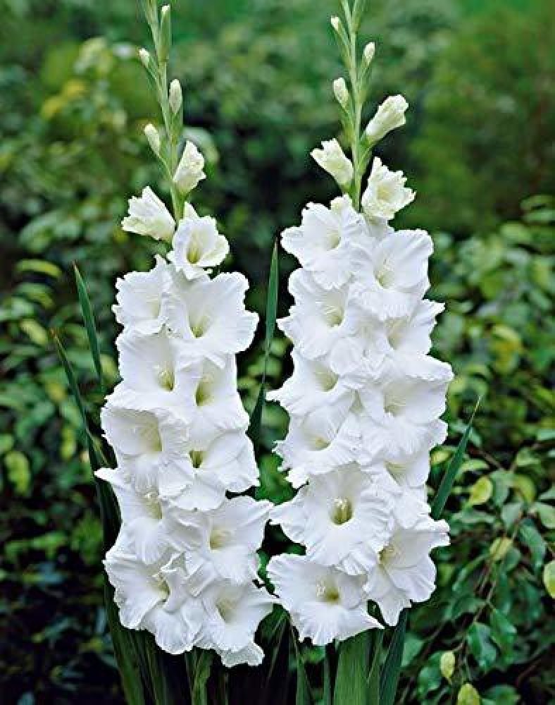 Gladiola best sale