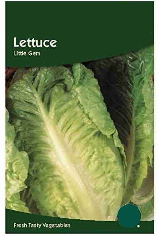 Lettuce, 'Little Gem