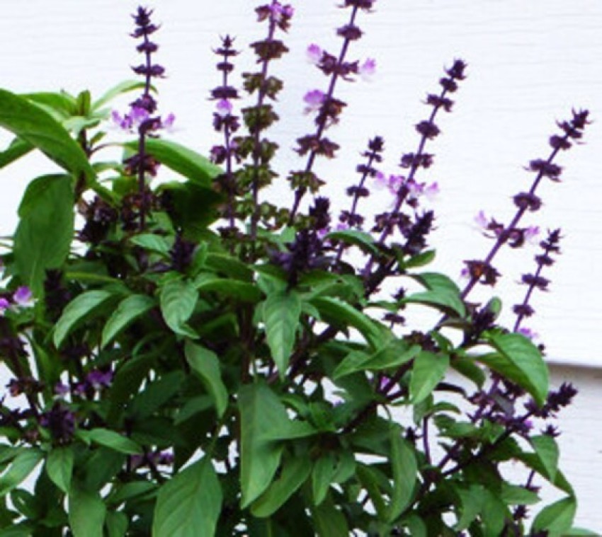 KIIYANSH BASIL SWEET SCENTED SEEDS PACK OF 10 Seed Price in