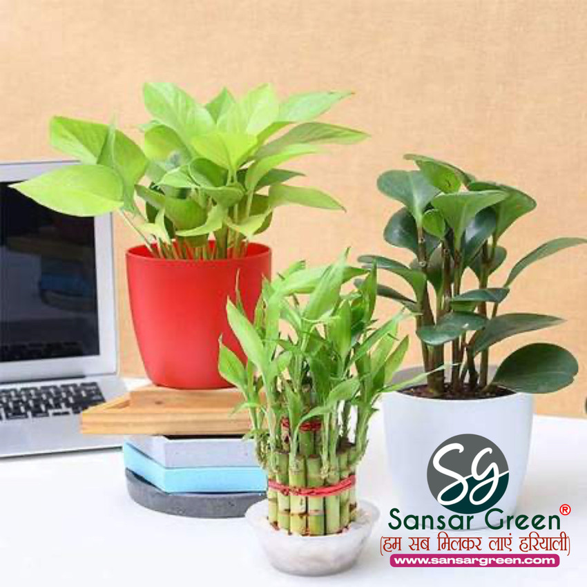 Bamboo powerful 06s sales