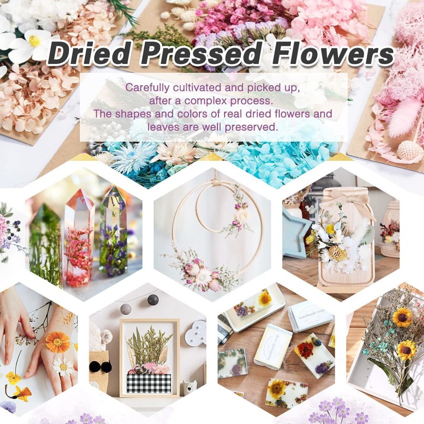 Up To 59% Off on 12 Colors Real Dried Flowers