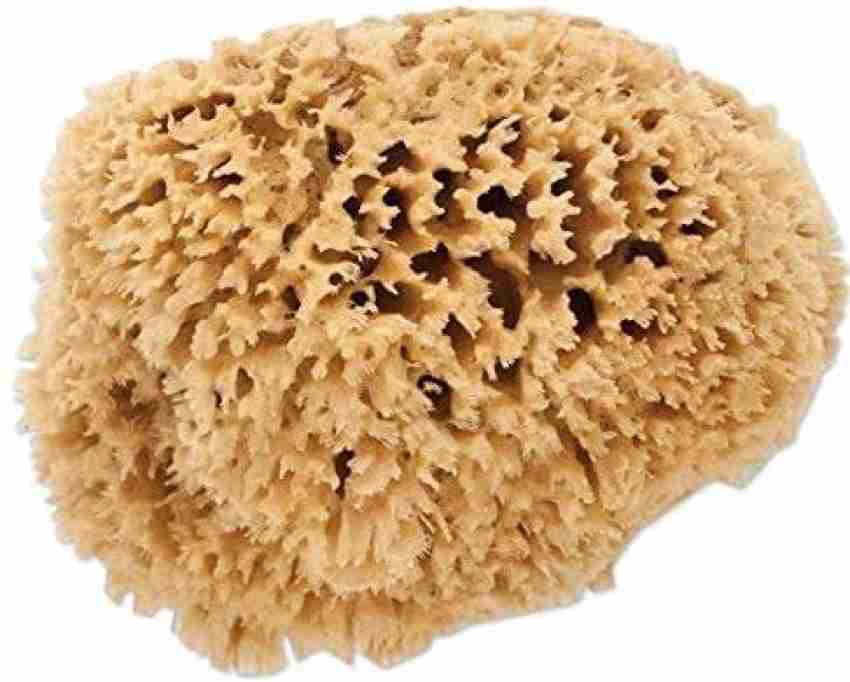 UD Unique Decor Sea Sponge Pack of Pcs 1 Reusable Soft Natural Painting  Sponge Block Price in India - Buy UD Unique Decor Sea Sponge Pack of Pcs 1  Reusable Soft Natural