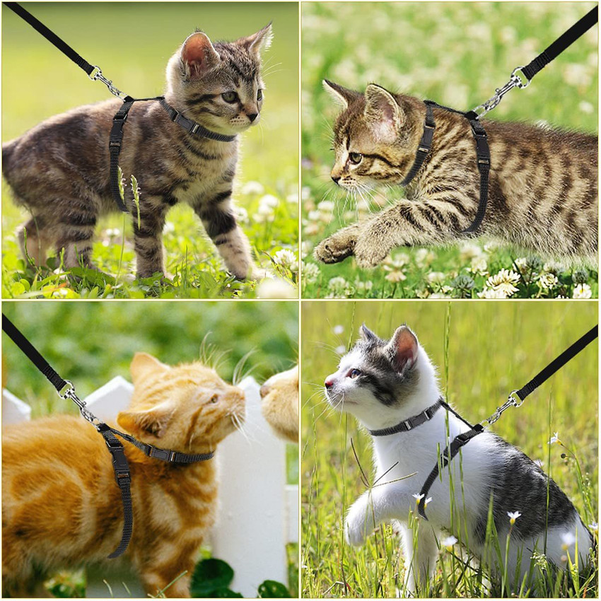 Persian cat deals neck belt