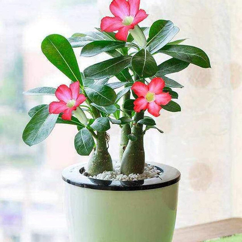 Adenium Obesum Desert Rose Indoor Plant Highland Moss, 58 OFF