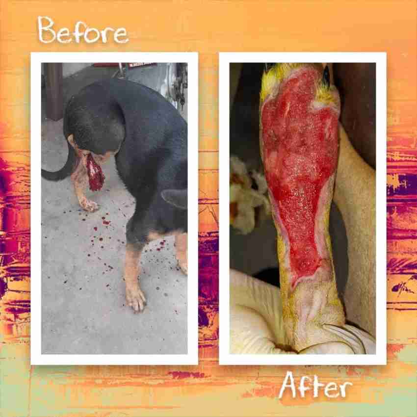 Dog wound ointment new arrivals