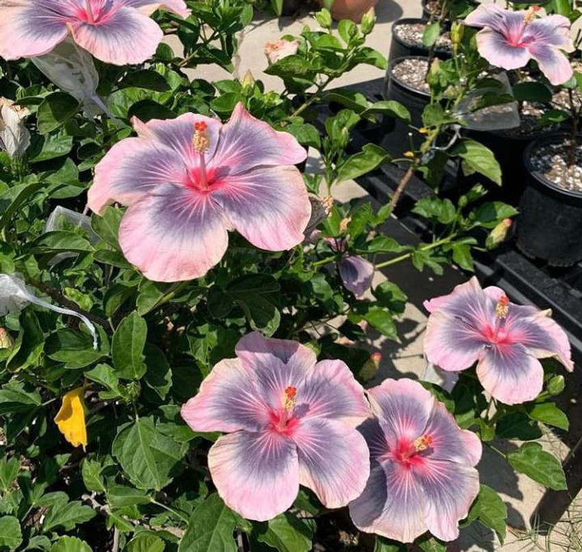 Green hibiscus hot sale
